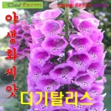 디기탈리스 핑크 씨앗 25립