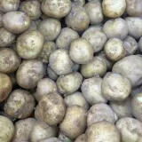 국내산 감자 10kg 대