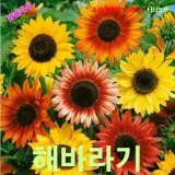 예루살렘해바라기 씨앗 10립