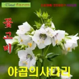 꽃고비 화이트 야곱의사다리 씨앗20립