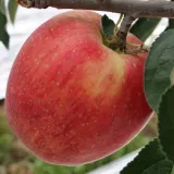 홍로 사과 10kg 중소과
