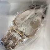 피데기 반건조 오징어 10미