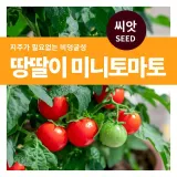 땅딸이 미니 토마토 씨앗 30립
