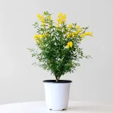 애니시다 꽃모종 (중형)