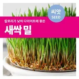 새싹밀 씨앗