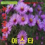 뉴잉글랜드아스타 혼합 씨앗20립
