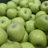 청사과 가정용 소과 5kg