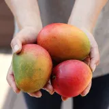제주 애플망고 소과 1kg(200~250g 내외)