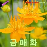 큰금매화 씨앗 10립