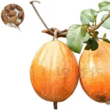 씨앗 하늘 타리 수박 하눌 종자 괄루인 10알 trichosanthes kirilowii seed