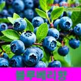 IF1 블루베리향 1kg