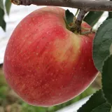 홍로 사과 10kg 소과