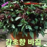 감초향바질 스위트바질 Siam Queen 씨앗 15립