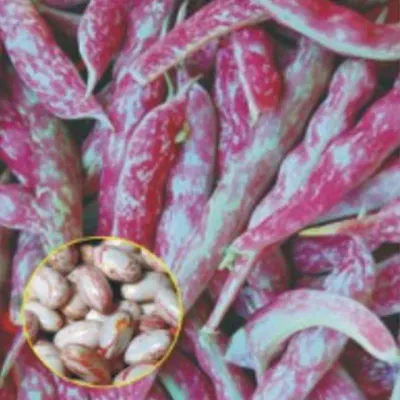 얼룩강낭콩 600g 채소 씨앗 종자 품종 콩 가정원예 넝쿨 재배