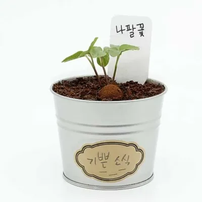 그로우캔 나팔꽃 식물재배기 씨앗화분 꽃기르기 식물키트
