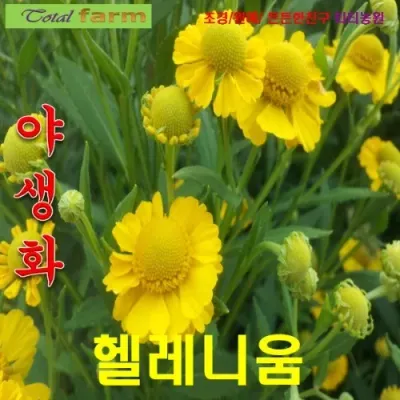 꽃씨 헬레니움 노랑 씨앗 15립