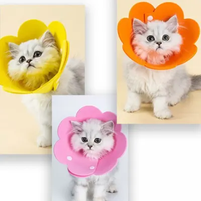 [담을고] 반려동물 강아지 고양이 꽃잎 목보호대 부직포 팰트 넥카라 목쿠션 깔때기 중성화 긁음방지