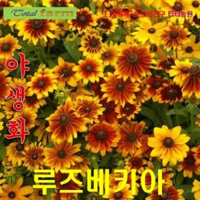 루드베키아 카푸치노 15립