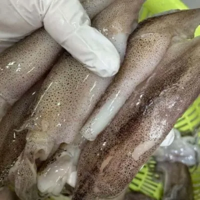 냉동 총알한치 2kg 한치샐러드 한치파스타