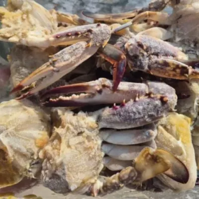 국내산 냉동 절단 꽃게 2kg
