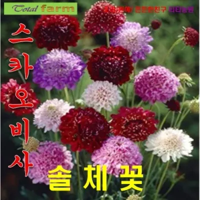 솔체국 스카비오사 혼합색 20립