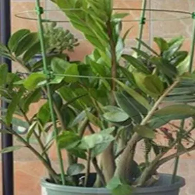 화분지지대 75CM 나팔꽃지지대 화초지지대 식물지지대 줄기지지대 꽃지지대