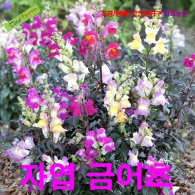 자엽금어초 250립