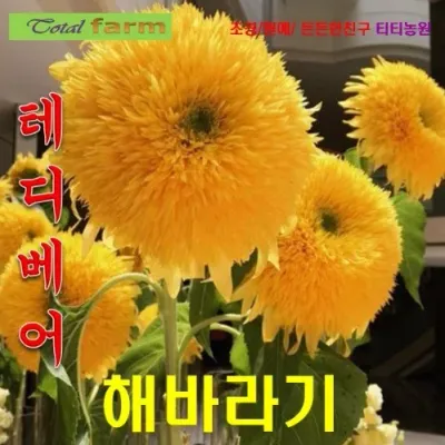 테디베어해바라기 씨앗 10립