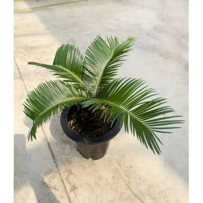 소철 중품18cm 실내 공기정화식물 반려식물 관엽 키우기쉬운