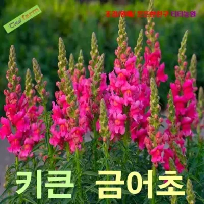 큰키금어초 혼합색 50립