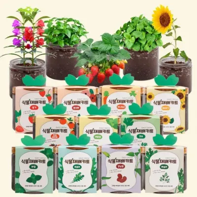 이지 그로우 식물 재배 키트 토마토 딸기 고수 바질 방울토마토 키우기 세트 재배기 새싹