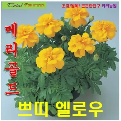 프렌치메리골드 혼합 20립
