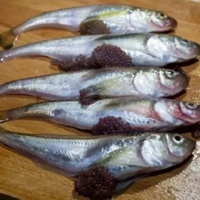 냉동 도루묵 1.5kg
