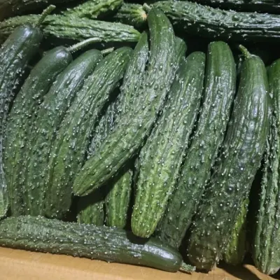 가시오이 2kg