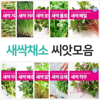 새싹채소 씨앗 모음