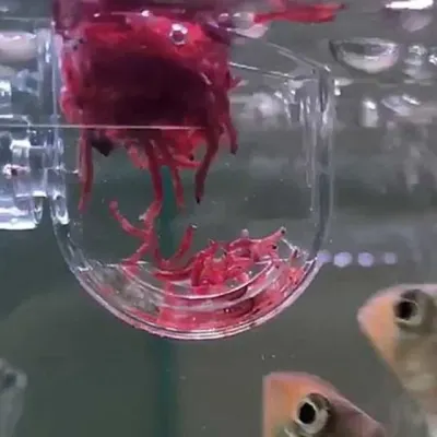 아크릴 생먹이 피딩컵 어항먹이컵흡착 수족관먹이그릇
