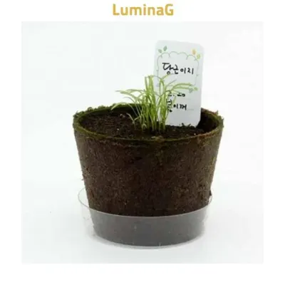 당근 모종키우기 새싹재배기 어린이 식물관찰 교구 학습교재
