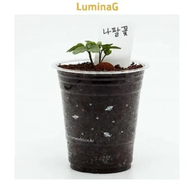 나팔꽃 컵가든 꽃씨앗 키우기 키트 식물기르기 꽃기르기 컵식물
