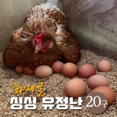 유황먹인 난각번호1번 동애등에 싱싱유정란 자연방사 20구 달걀 계란찜 아토피 계란 삶은계란 단백질