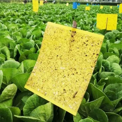 하루살이 퇴치 퇴치법 20x25cm 초파리 날파리 트랩 흰개미 집벌레제거 진드기퇴치제 노란끈끈이트랩