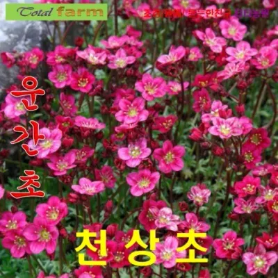 하늘에서 자란다는 천상초운간초 레드 씨앗 15립