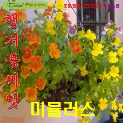 행거용꽃 미뮬러스 황제꽃 씨앗 20립