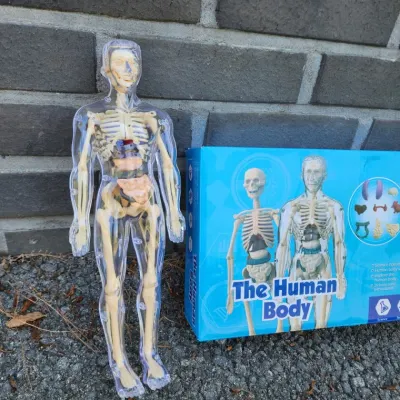 몸 해부 뼈대 투명 내부장기 인체모형교구 28cm