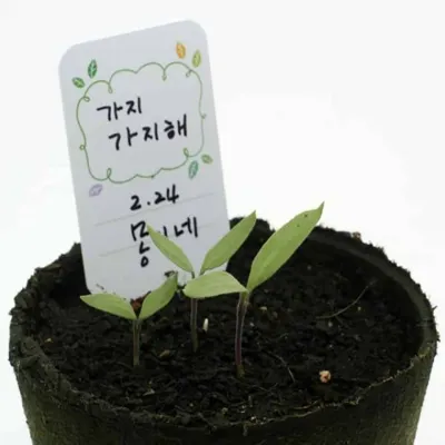 가지 모종키우기 베란다채소밭 식물키우기키트 야채키우기 식물기르기
