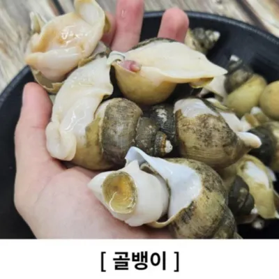 국산 골뱅이 생물 골뱅이 3kg 제철음식
