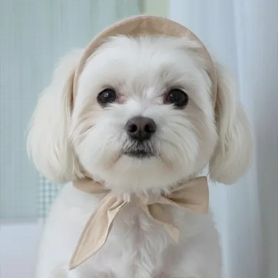 애견 강아지 여름 리본 밀집 모자 아이보리 블랙 썬캡