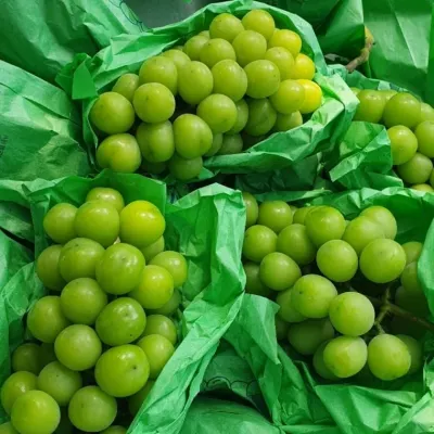 샤인머스켓 가정용 1.5kg