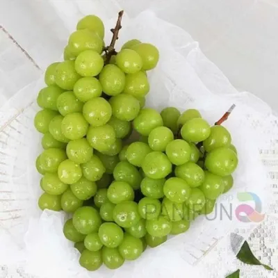 샤인머스켓 4수 이색 중소기업 시댁 국산포도 엄마 2kg 명절선물 아빠 세트 추석선물