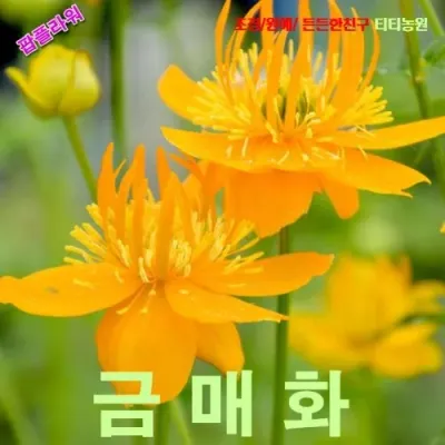 큰금매화 씨앗 10립