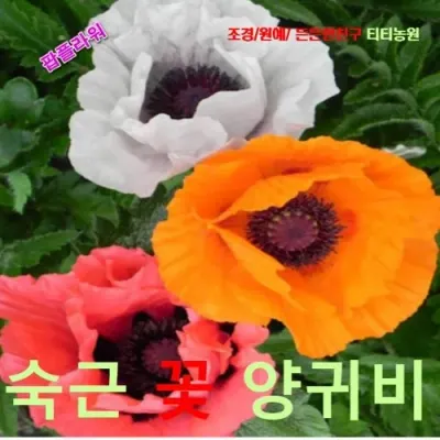 오리엔탈포피숙근꽃양귀비 혼합색 씨앗 25립